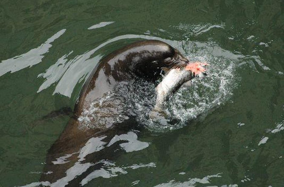 Sea lions have been eating steelhead and other fish at Willamette Falls in ever greater numbers.Photo courtesy of ODFW