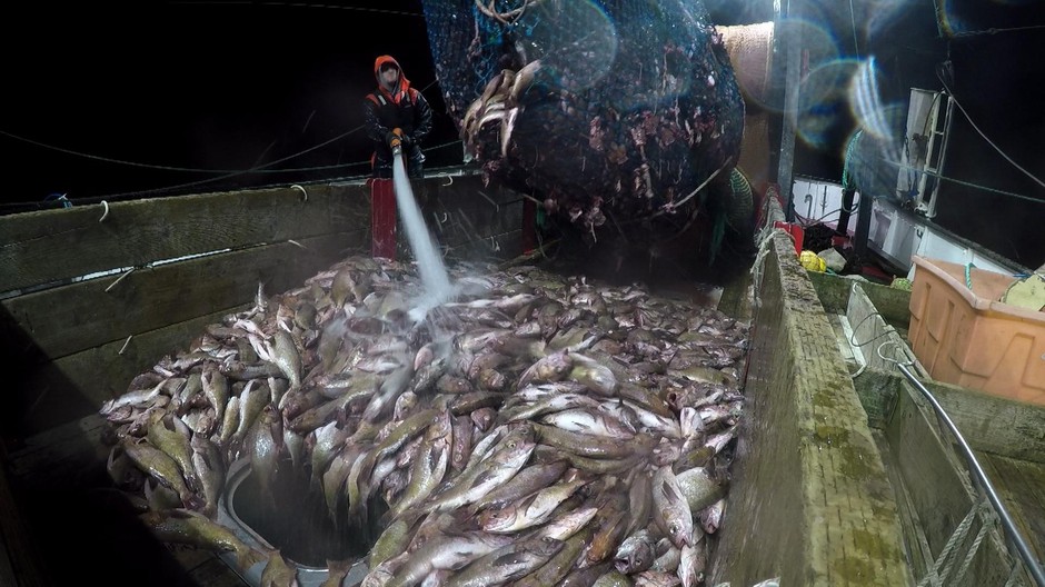 Groundfish trawlers will soon be allowed to catch more fish as depleted populations recover from overfishing. CREDIT: MICHAEL BENDIXEN/OPB