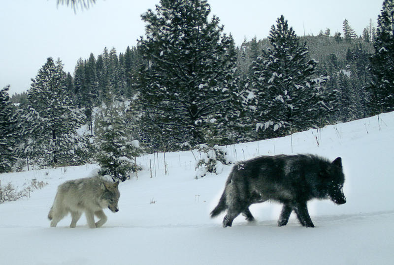 Two wolves from the newly discovered Middle Fork Pack on U.S. Forest Service land in the Imnaha WMU in Wallowa County in December 2017. CREDIT: ODWF 2017