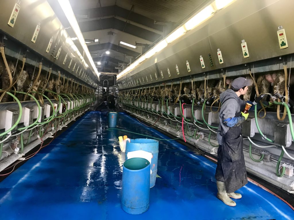 The milking parlor at Jason Sheehan’s dairy operates nearly 24 hours a day. He ships around 20,000 gallons of milk each day. As a member of the groundwater advisory committee, he’s worked to show people the updates he’s made to reduce nitrates from his operation. He says nitrates also come from irrigated agriculture and septic tanks. CREDIT: COURTNEY FLATT/NWPB