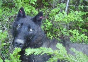 Most of the wolves in Washington are in the northeastern part of the state. A bill by Republican state Rep. Joel Kretz proposes a wolf sanctuary on Bainbridge Island. CREDIT: WASHINGTON DEPT. OF FISH AND WILDLIFE