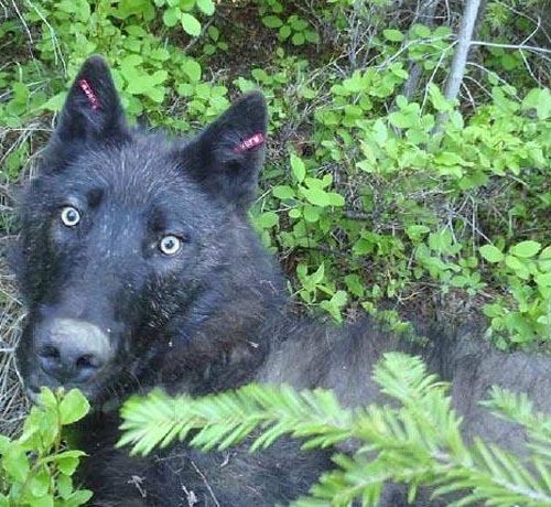 Most of the wolves in Washington are in the northeastern part of the state. A bill by Republican state Rep. Joel Kretz proposes a wolf sanctuary on Bainbridge Island. CREDIT: WASHINGTON DEPT. OF FISH AND WILDLIFE