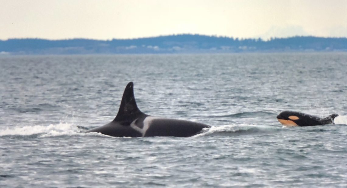 Baby orca L124 was spotted Jan. 11, 2019 with its mother, L77. CREDIT: CENTER FOR WHALE RESEARCH