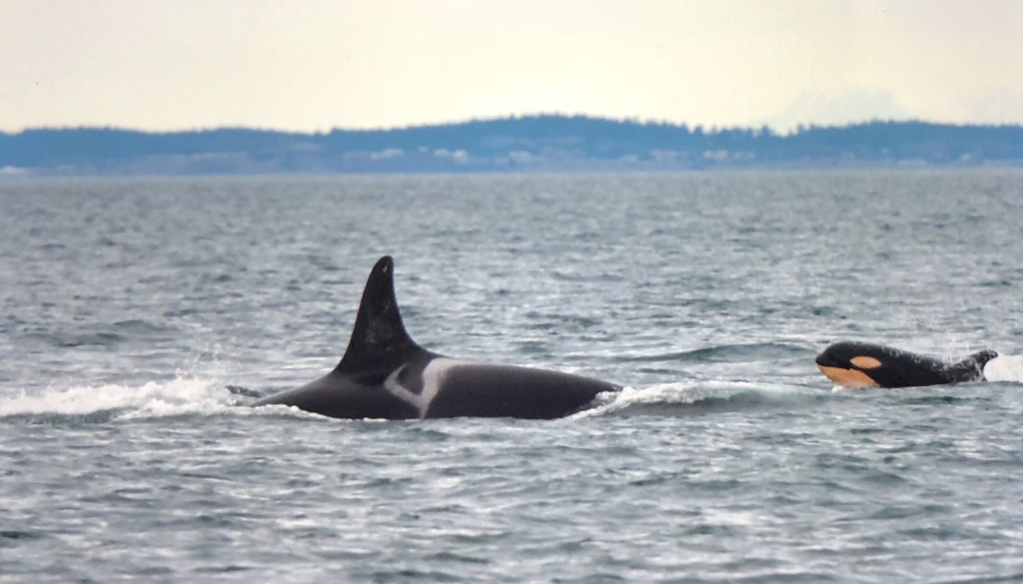 Baby orca L124 was spotted Jan. 11, 2019 with its mother, L77. CREDIT: CENTER FOR WHALE RESEARCH