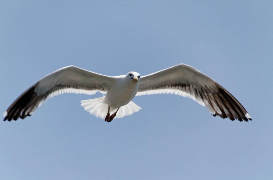 Biologist think gulls are eating more juvenile salmon on the Columbia River than they realized. To help salmon, some fish advocates are proposing to shoot problem gulls during salmon migration. CREDIT: Ronald Woan, Flickr Creative Commons