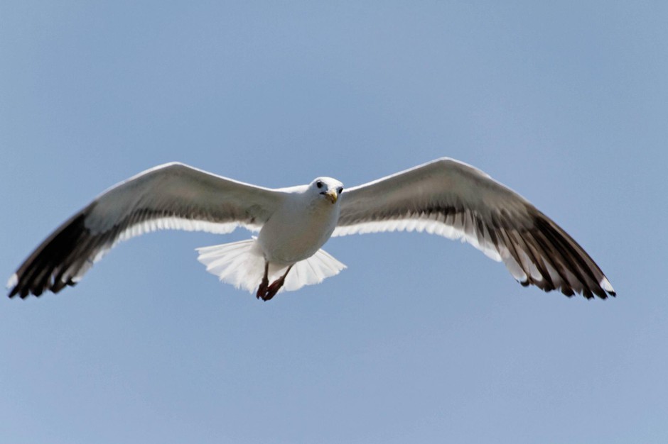 Biologist think gulls are eating more juvenile salmon on the Columbia River than they realized. To help salmon, some fish advocates are proposing to shoot problem gulls during salmon migration. CREDIT: Ronald Woan, Flickr Creative Commons