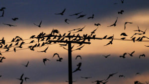 Almost 10,000 migratory crows have descended on Nampa, Idaho, for the past three winters. A task force is deploying drones, lasers and even a live hawk to try to divert the annual migration. CREDIT: Winfried Rothermel/AP