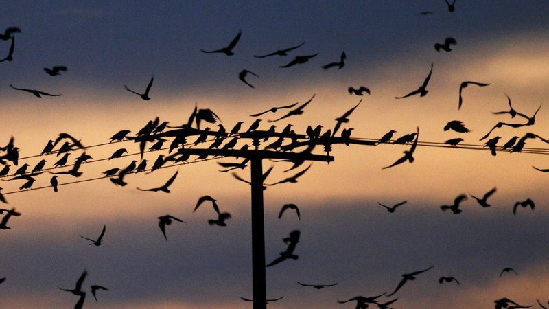 Almost 10,000 migratory crows have descended on Nampa, Idaho, for the past three winters. A task force is deploying drones, lasers and even a live hawk to try to divert the annual migration. CREDIT: Winfried Rothermel/AP