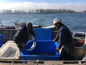Fisherman Blair Peterson, right, harvests fish from an experimental fish trap on the lower Columbia CREDIT: CASSANDRA PROFITA/OPB