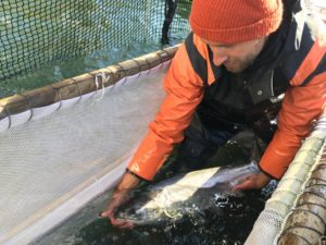 Fish trap operators can pick out the hatchery salmon for harvest and release the wild salmon so they can return to their spawning grounds. CREDIT: CASSANDRA PROFITA/OPB