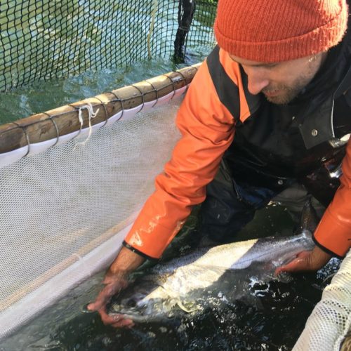 Fish trap operators can pick out the hatchery salmon for harvest and release the wild salmon so they can return to their spawning grounds. CREDIT: CASSANDRA PROFITA/OPB