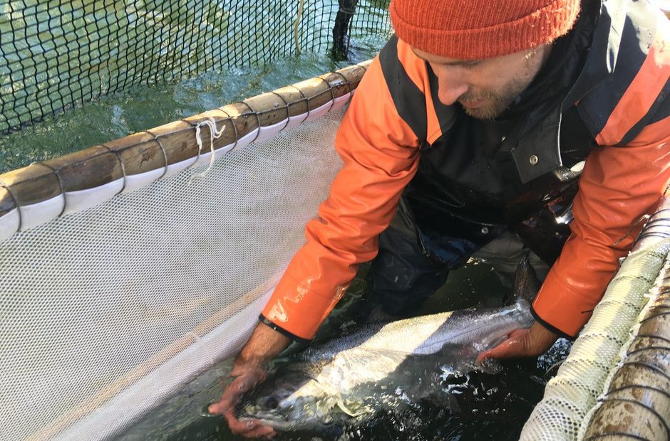 Fish trap operators can pick out the hatchery salmon for harvest and release the wild salmon so they can return to their spawning grounds. CREDIT: CASSANDRA PROFITA/OPB