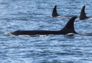 Orca J17 in Haro Strait on Dec. 31, 2018. CREDIT: MELISSA PINNOW/CENTER FOR WHALE RESEARCH