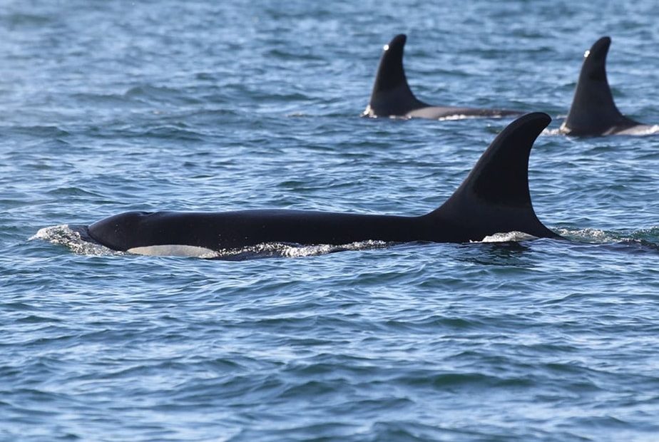 Orca J17 in Haro Strait on Dec. 31, 2018. CREDIT: MELISSA PINNOW/CENTER FOR WHALE RESEARCH