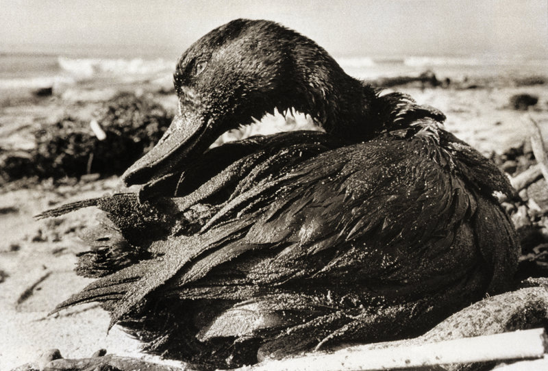 A duck covered in a thick coating of crude oil, picked up when it lighted on waters off Carpinteria State Beach in Santa Barbara County, Calif., after the oil spill in January 1969. CREDIT: BETTMANN/GETTY IMAGES