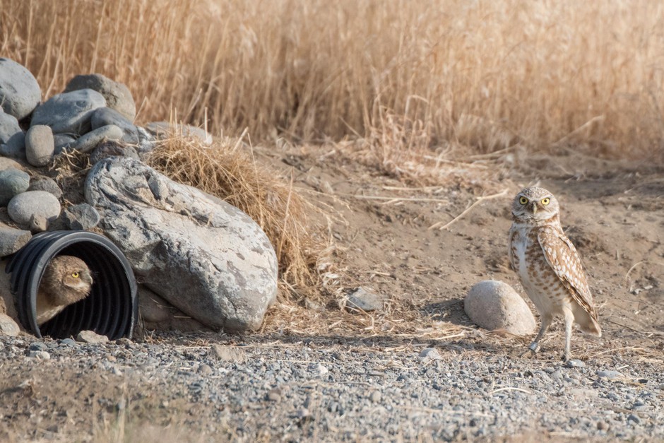 A pair of burrowing owls has claimed one of Johnson's DIY burrows. CREDIT: ANGELA BOHLKE