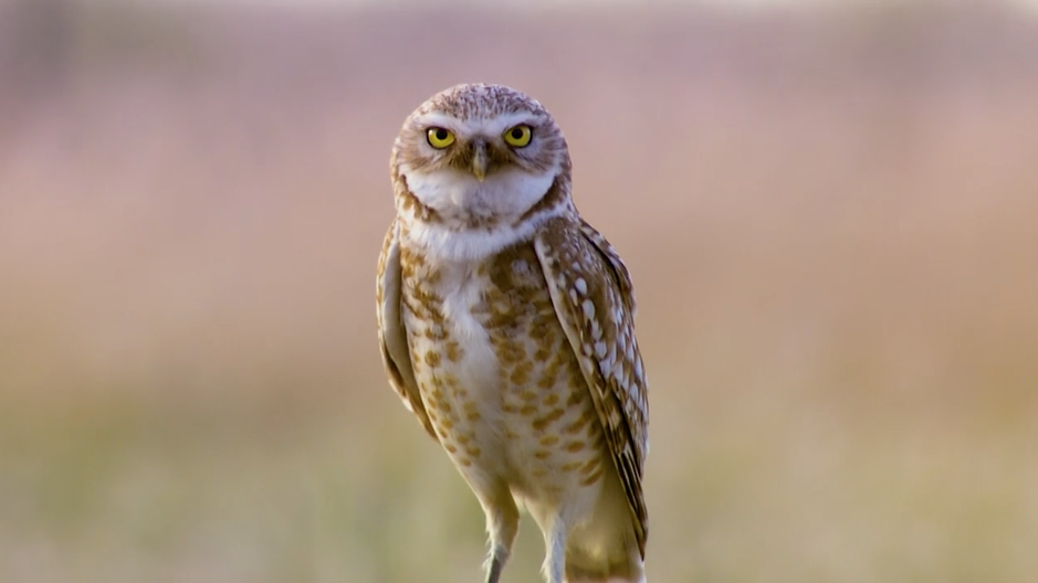 Burrowing owl populations are declining each year at a rate of 2 to 3 percent.CREDIT: NICK FISHER/OPB