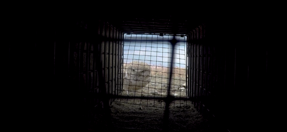 A male burrowing owl peeks into a trap as an mp3 player calls “coo-coo.” CREDIT: NICK FISHER/OPB