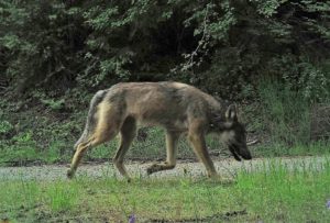 A photo of a male wolf from the Sherman Pack captured by a camera trap. CREDIT: CONSERVATION NORTHWEST