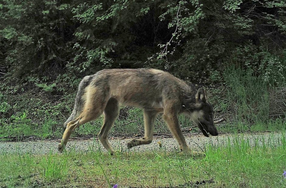 A photo of a male wolf from the Sherman Pack captured by a camera trap. CREDIT: CONSERVATION NORTHWEST