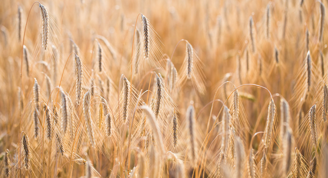 Story about wheat market in the Palouse