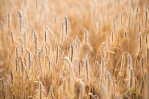 Story about wheat market in the Palouse
