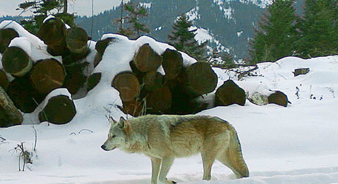 The breeding female of the Walla Walla Pack in northern Oregon's Umatilla County. A University of Washington researcher says the number of wolves in adjacent Washington state is likely much higher than estimates. CREDIT: OREGON DEPARTMENT OF FISH AND WILDLIFE/AP