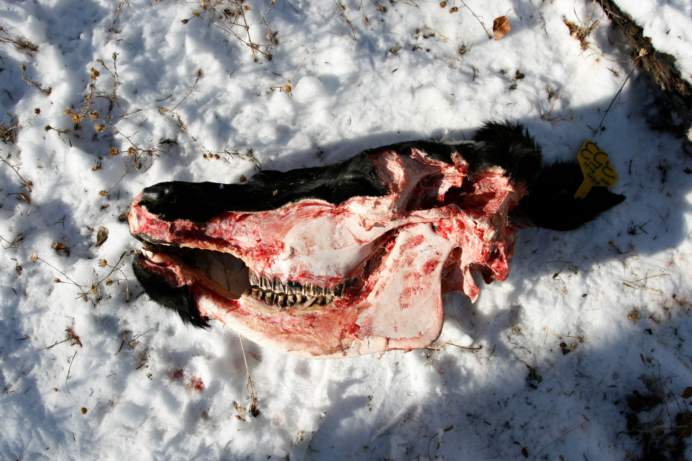 Bradley had butchered a pair of cows a few days earlier and dumped the leftovers, far from her home and away from her cattle, in an empty field where a grizzly found it. CREDIT: NATHAN ROTT/NPR