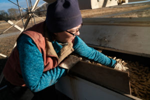 Bradley moves cow feed from one storage container to another on the back of her truck before taking it out to feed the cows in the pasture. Accommodating bears has meant changing habits and ranching patterns. Bradley and her husband now store their cow-feed in a raised, bear-proof container and have changed how they calve. CREDIT: CLAIRE HARBAGE/NPR