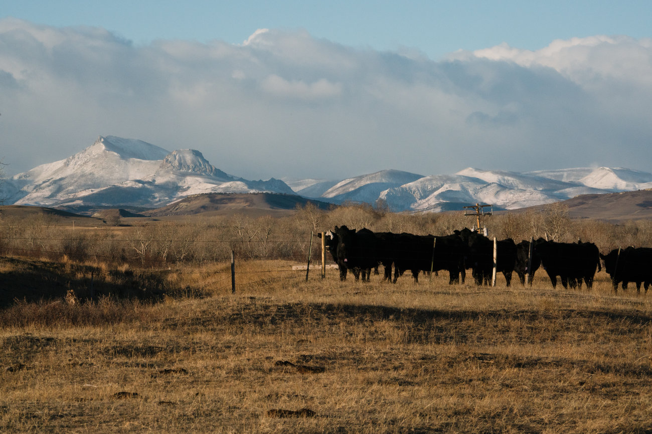 Some of Bradley's cows stand in their pasture on the Rocky Mountain Front. As the grizzly population has rebounded, they've spread off of the neighboring mountains into the more-populated plains. CREDIT: CLAIRE HARBAGE/NPR