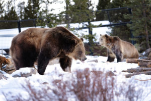 Two grizzly gears at the Grizzly and Wolf Discovery Center in West Yellowstone, Mont. Most bears are relocated to the center when they or their parents have issues with or become too comfortable interacting with humans. CREDIT: CLAIRE HARBAGE/NPR