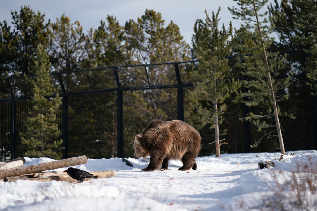 The U.S. Fish and Wildlife Service believes the Yellowstone-area grizzly bears have been recovered for more than decade. CREDIT: CLAIRE HARBAGE/NPR