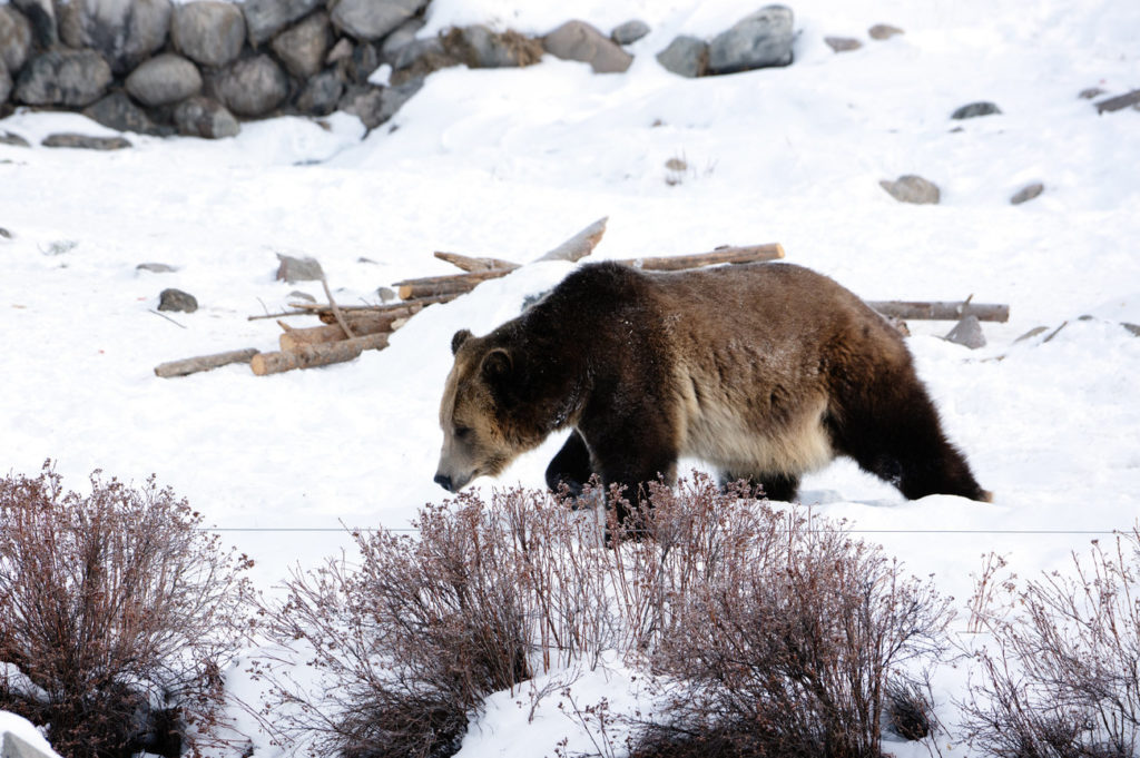 A grizzly at the Grizzly and Wolf Discovery Center in West Yellowstone. Today, there are an estimated 1,400 to 1,700 grizzly bears in the contiguous U.S. CREDIT: CLAIRE HARBAGE/NPR