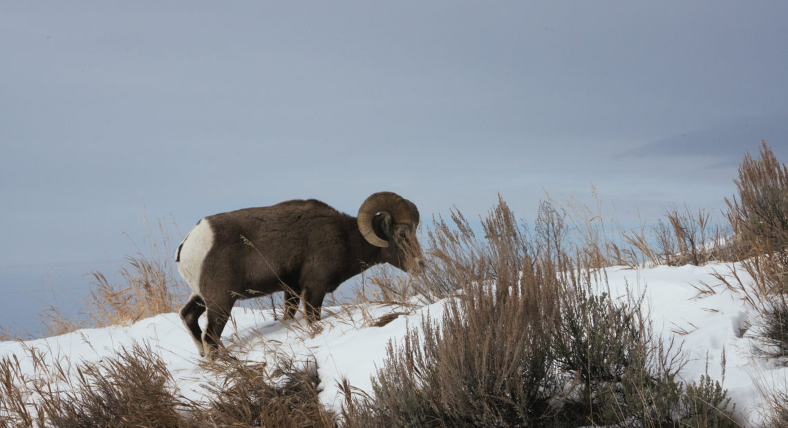 Just outside of Yellowstone National Park a bighorn sheep walks through the snow after nibbling salt from the highway. CREDIT: CLAIRE HARBAGE/NPR