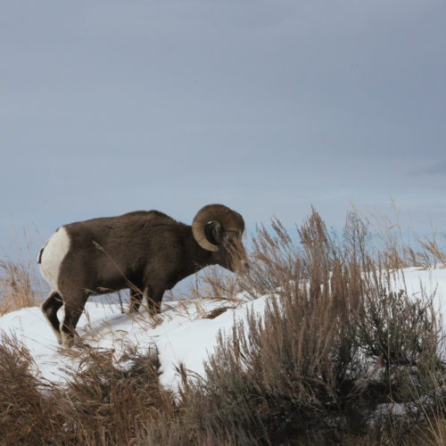 Just outside of Yellowstone National Park a bighorn sheep walks through the snow after nibbling salt from the highway. CREDIT: CLAIRE HARBAGE/NPR