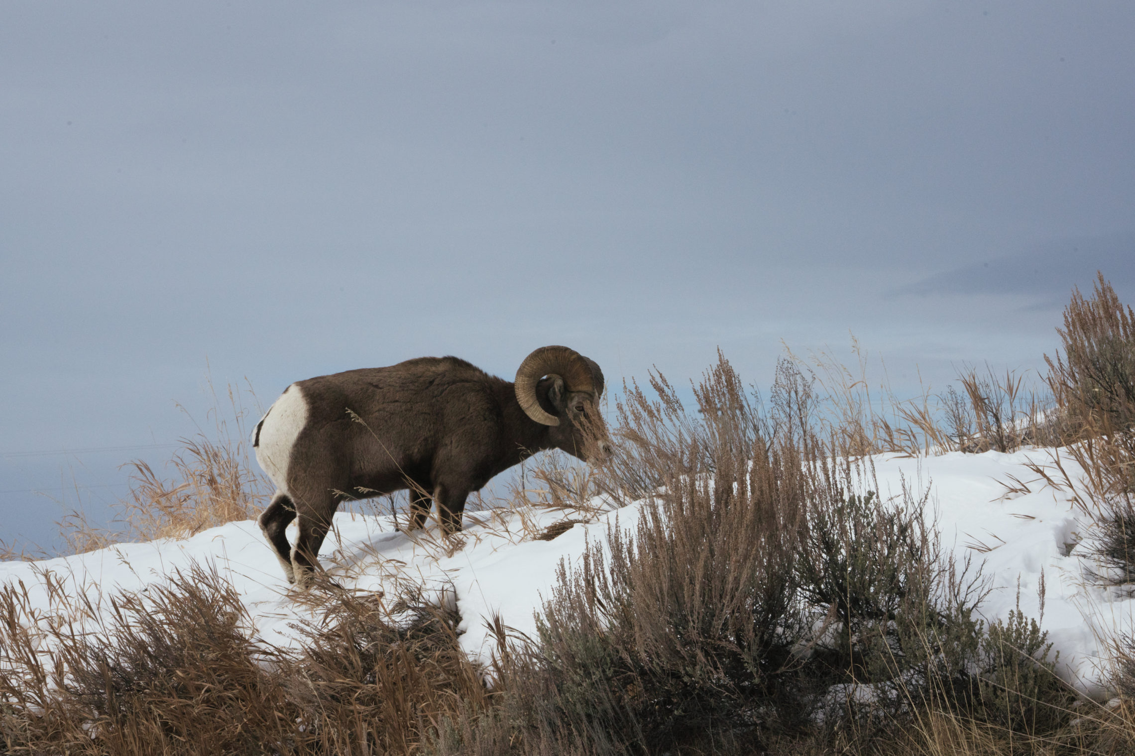 Just outside of Yellowstone National Park a bighorn sheep walks through the snow after nibbling salt from the highway. CREDIT: CLAIRE HARBAGE/NPR
