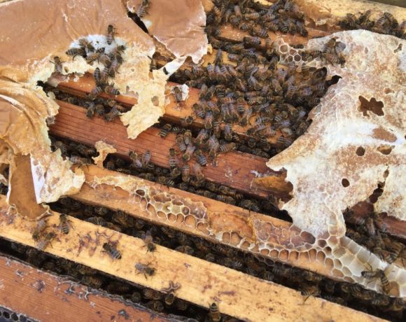 A healthy hive able to pollinate has at least eight frames mostly covered in bees on both sides. But the fear this year is that there will be many weaker hives put into California almond orchards for pollination because so many hives have died. CREDIT: GRETA MART