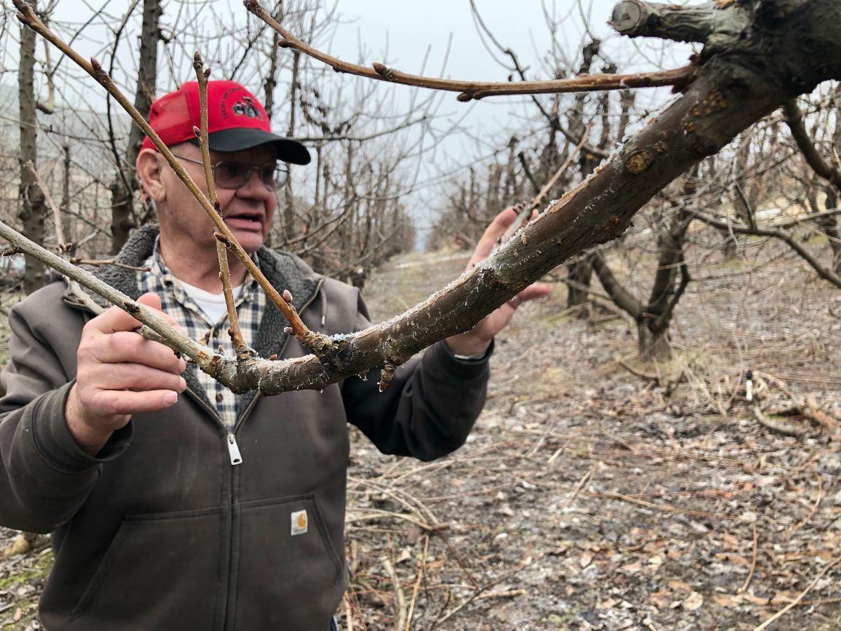 Eric Olson, 75, of Selah, Wash., points out the fruiting wood on his cherry tree. Pruning helps to open the canopy so the fruit can ripen well, and cuts back on fast-growing branches called suckers that can sap the tree's energy away from the valuable fruit. CREDIT ANNA KING / NW NEWS NETWORK