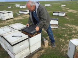Bret Adee, a third-generation beekeeper who owns one of the largest beekeeping companies in the U.S., lost half of his hives — about 50,000 — over the winter. He pops the lid on one of the hives to show off the colony inside.  CREDIT: GRETA MART