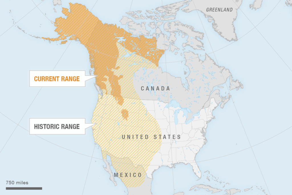 Source: Michael Proctor, Birchdale Ecological; International Union for Conservation of Nature; Interagency Grizzly Bear Study Team CREDIT: ALYSON HURT/NPR