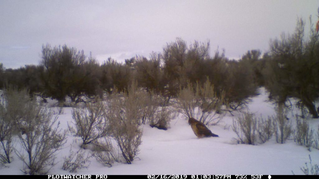 A Mid-Columbia red tail hawk looks for a ground squirrel lunch. When it snows, ground squirrels are more visible and so vulnerable to predators. Courtesy U.S. Fish & Wildlife Service