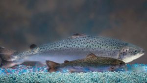 By engineering a regular Atlantic salmon, front, with a chinook gene that instructs growth hormones, AquaBounty can produce a faster-growing genetically modified salmon, back. Here's a comparison of the two at the same age. AquaBounty Technologies