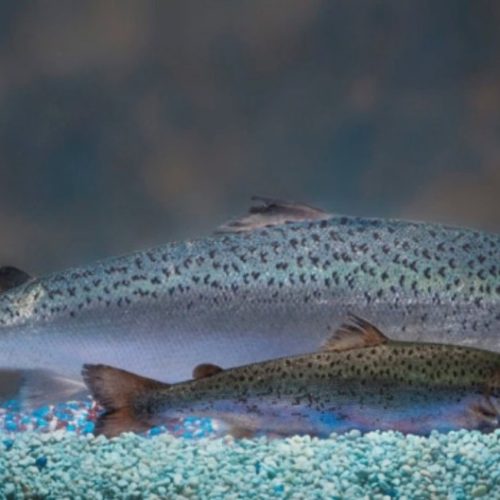 By engineering a regular Atlantic salmon, front, with a chinook gene that instructs growth hormones, AquaBounty can produce a faster-growing genetically modified salmon, back. Here's a comparison of the two at the same age. AquaBounty Technologies