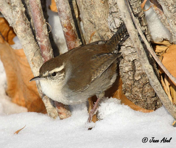 A Bewick's wren in snow on the Hanford Reach National Monument near the Columbia River. CREDIT: JANE ABEL/U.S. FISH & WILDLIFE SERVICE