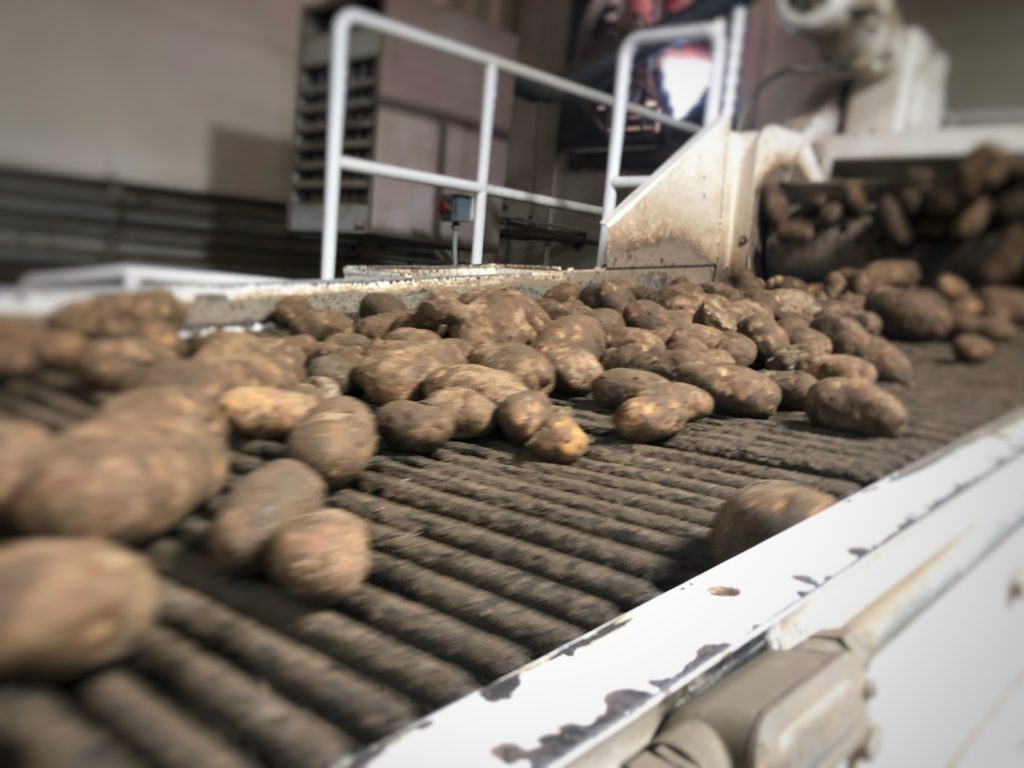 Potatoes scoot by on fast belts at Balcom & Moe in Pasco. The potatoes get a rinse, are sized and then put in bags destined for America’s supermarkets. The potato farmer and packer-shipper has been in business since the 1920’s. CREDIT: ANNA KING/NW NEWS NETWORK