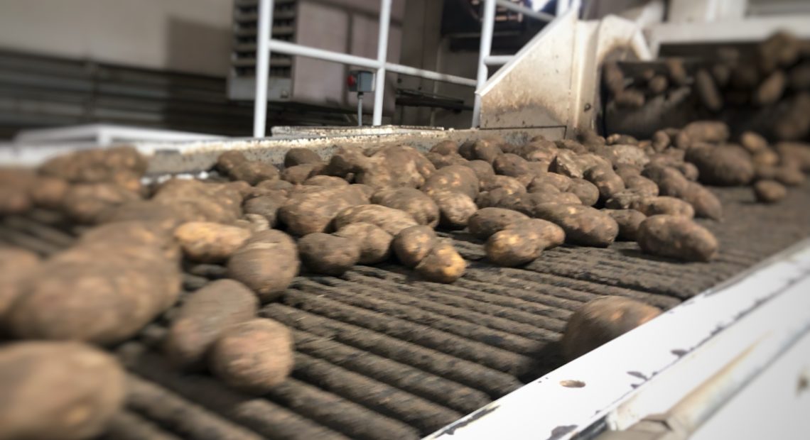 Potatoes scoot by on fast belts at Balcom & Moe in Pasco. The potatoes get a rinse, are sized and then put in bags destined for America’s supermarkets. The potato farmer and packer-shipper has been in business since the 1920’s. CREDIT: ANNA KING/NW NEWS NETWORK