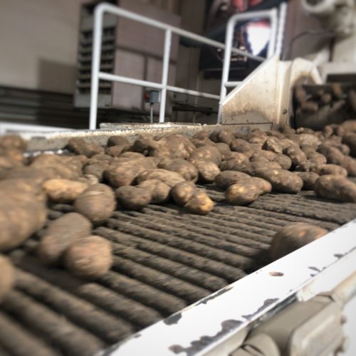 Potatoes scoot by on fast belts at Balcom & Moe in Pasco. The potatoes get a rinse, are sized and then put in bags destined for America’s supermarkets. The potato farmer and packer-shipper has been in business since the 1920’s. CREDIT: ANNA KING/NW NEWS NETWORK