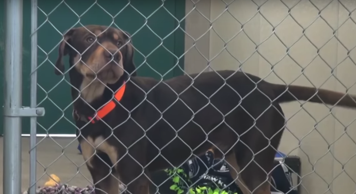 Image of dog in kennel