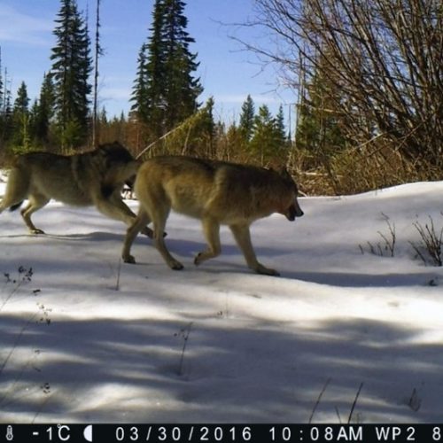 Wolves on a trail camera near Republic, Wash., in Ferry County. Courtesy of University of Washington