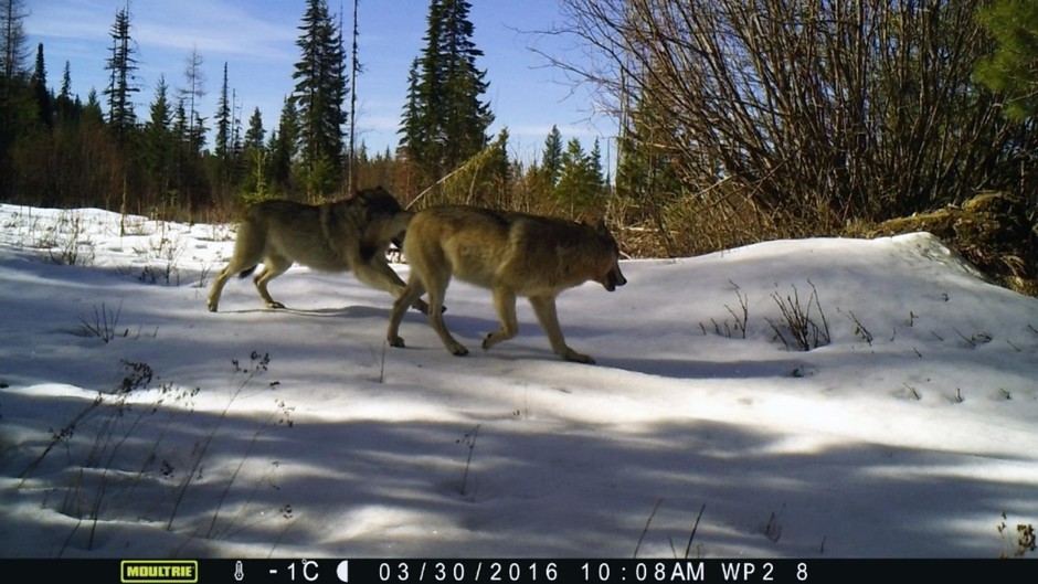 Wolves on a trail camera near Republic, Wash., in Ferry County. Courtesy of University of Washington